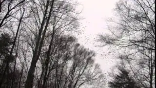 Huge Grackle flock flying over