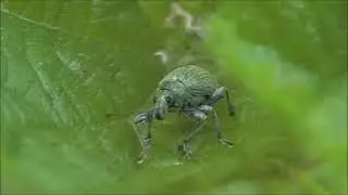 Футаж долгоносик крапивный/Footage nettle weevil/Phyllobius urticae