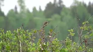 Alder Flycatcher singing