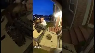 Monkey Goes Full Rambo on Ring Cam #monkey #rambo #funny #ringdoorbell