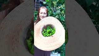 Stuffed vegan, Shishito peppers! Sourdough discard. Tower gardening. Vertical farming.