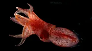 Squid evolved mismatched eyes for a reason