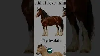 Clydesdale Horse 🐎❤️. The Gentle Giant of Scotland
