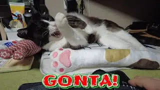 眠そうに見守るゴン太をかまう～ No.753【#保護猫】