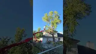 Safety is our number 1! #treeservice #treeremoval #treemaintenance #trees #treeexperts