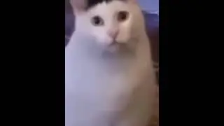 Cat saying &ldquo;huh&rdquo;