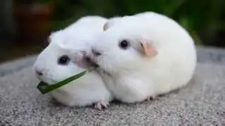 Guinea Pigs Eat Same Blade of Grass
