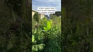 Let&rsquo;s grow together in zone 10b. #zone10b #garden #flowers #gardening #growyourownfood #urbanfarm