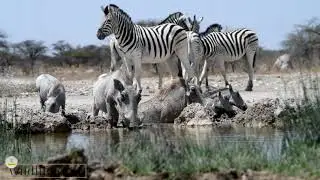 Grevy's Zebra The World's Rarest Zebra Species