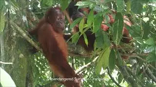 Sumatra Orangutan Explore Ethical Jungle Trekking