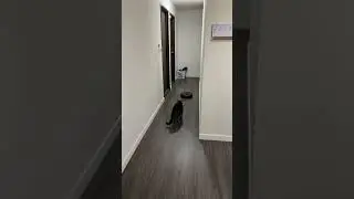 Cosmo vs. Roomba 🐱🤖 #shorts #cat #roomba