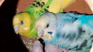 🔴Live Finch Indian Birds Usa Bangladesh Cannad #Live&nbsp;India Australia Indonesia USA&nbsp;#uk Bangladesh