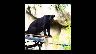 Black Panther in Real Life 😱 | Big Cats | Jaguar | Leopard | Black Panther real video #lionhead