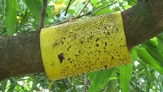 Vigilancia y manejo efectivo de la mosca de la fruta (