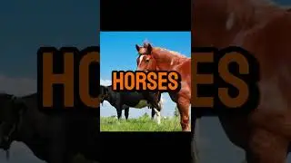 Do Horses and Cows Really Sleep Standing Up? 🐴🐄 #shorts