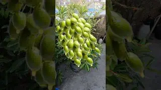 Olive flower to fruit || Olive flower to fruit time || How to grow olive #shorts#viral #olive