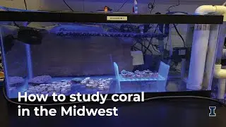 Reef Rebirth: How to study coral in the Midwest