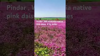 Wildflowers WA Australia #flowers #flowers #spring #travel #australia #westernaustralia #gardening