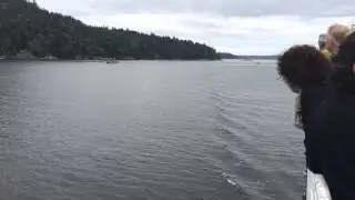 Salt Spring Island - Orca Pod in Fulford Harbour from the Ferry
