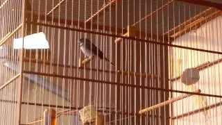 Coleirinha Tui Tui