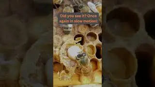 Amazing video of Varroa Mite jumping on a honeybee!