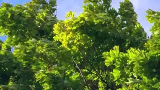 Wind Whipping Through Tree Branches - Free Stock Video