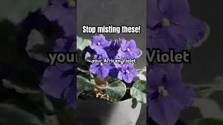 Stop misting this one plant! 💦❌🪴 #plantcare #plants #houseplants #shorts