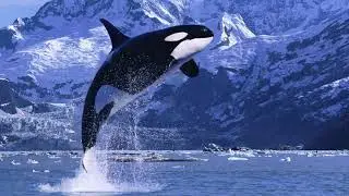 Nature Documentary Animation