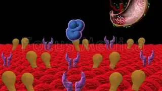 Epidermal growth factor and gastric - Animated Atlas of Breast and Gastric Cancer