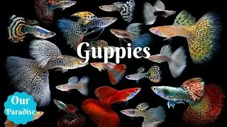 Guppies || Our Paradise