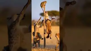 Will the monkey fall fall down? Watch this crazy jump fail #zoo #monkey #fail