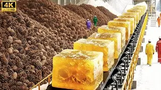 Inside a Massive Modern Pine Processing Factory | Resin, Pine Nuts & Timber (Full Process)