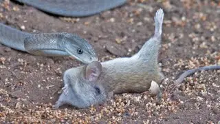 Black Mamba Snake Kills & Swallows Mouse