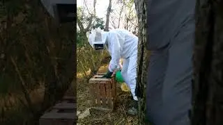 Como evitar formigas nas suas caixas de abelhas apis