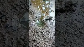 MANCING BELUT MENGGUNAKAN PANCING IKAN NILA
