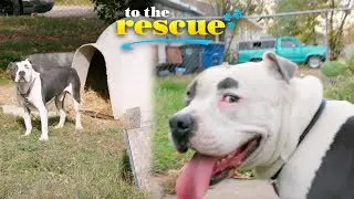 Dog living on a chain gets unchained and is so excited #Keno | To The Rescue