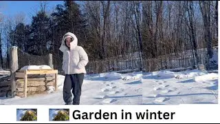 How a lush garden turn out in winter, surprise about cold hardy vegetables