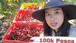 Magkano ang sahod namin weekly pag mamimitas kami ng Cherry? 🍒