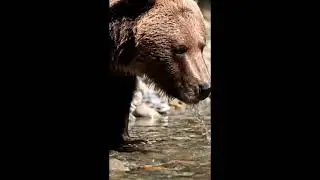 Bear drinking from a clear stream.