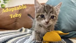 Tiny Toby the Kitten!The Sweetest Little Cuddle Bug You’ll Ever Meet!