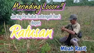 Jaring Perkutut Lokal ‼️ Setengah Hari Dapat Ratusan ...Sampai Merinding Looor...‼️