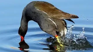 Coot Bird Diving Into Water For Food | Coot Bird Diving, Swimming And Call Sound | Coot Diving |
