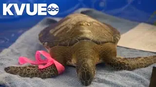 Volunteers rescue sea turtles stunned from cold along Texas coast