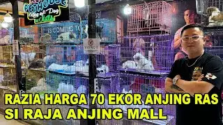 Razia Harga Anjing Di Raja Anjing Mall - Kenzo PetHouse