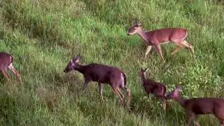 Paynes Prairie Preserve State Park