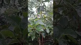 Bahada, Terminalia bellirica, Conserved in Miyawaki plantation, Badampahar, Odisha, #conservation