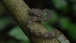 THE GREEN GHOST: Bamboo Pit Viper! 🐍😱 Close-Up Shots & Venomous Facts | Forest Encounter