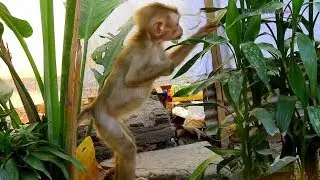 How cute adorable baby monkey Axel stand up find food himself-Axel's situation much improve