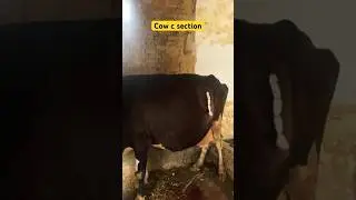 Difficult birth | c section | delivery operation | #music #beach #love #travel #edm #viral #animals