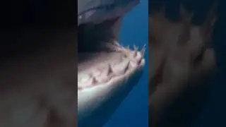 АКУЛЫ ИЗ АРХИВА | #OCEARCH #SHARKIVES #SharkTracker+ #SupportScience #BehindTheScenes